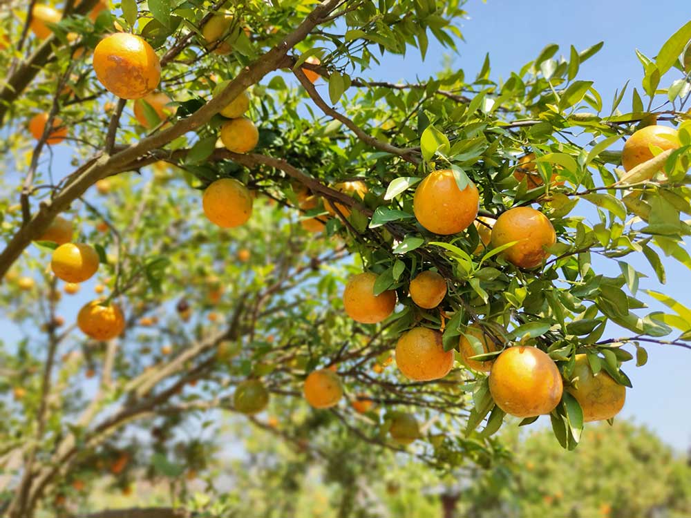 Coltivazione pianta arancio