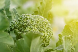 Pochi e semplici passaggi per coltivare il cavolo broccolo