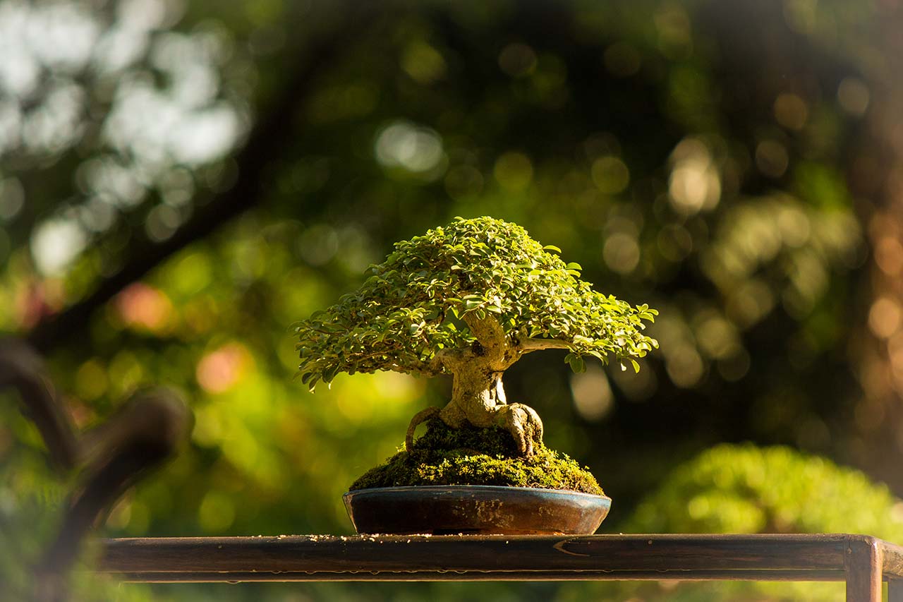 Come si coltiva il bonsai