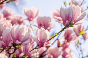 Come coltivare la magnolia in vaso