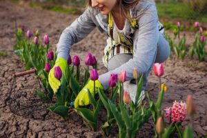 Come si coltivano i tulipani